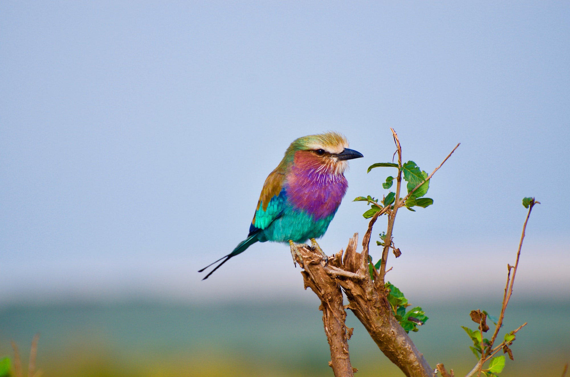 image from Bird by Bird: Some Instructions on Writing and Life by Anne Lamott